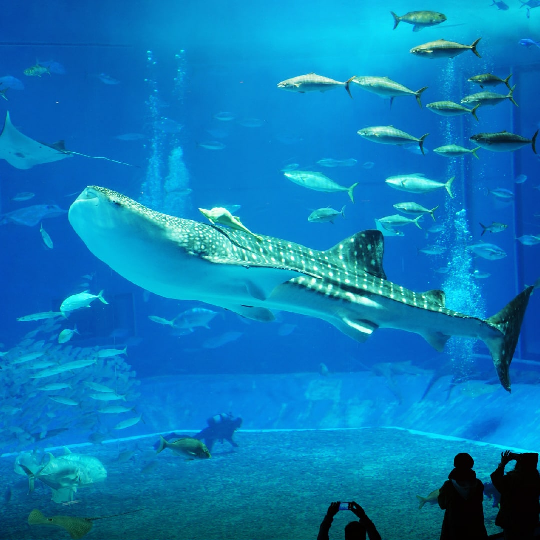 美ら海水族館